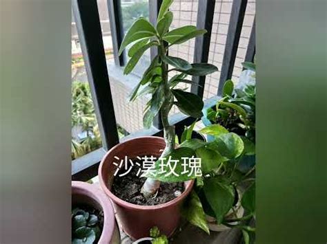 西曬陽台 植物|《西曬陽台大型植物指南：打造室內綠洲的完美選擇》